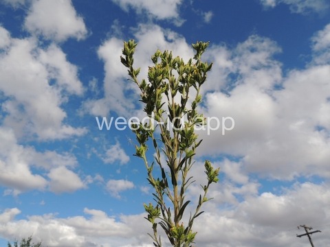 tarweed, cluster